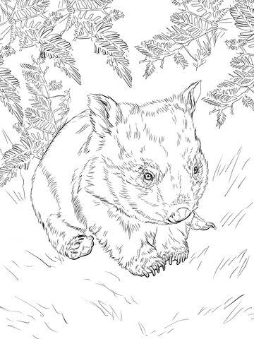 Baby Wombat Coloring Page